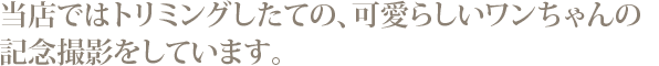 当店ではトリミングしたての、可愛らしいワンちゃんの記念撮影をしています。