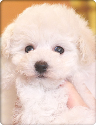 トイプードル・ホワイトの子犬