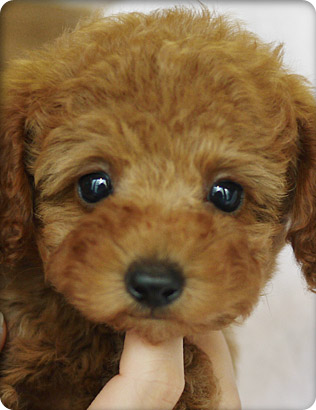 トイプードル・レッドの子犬