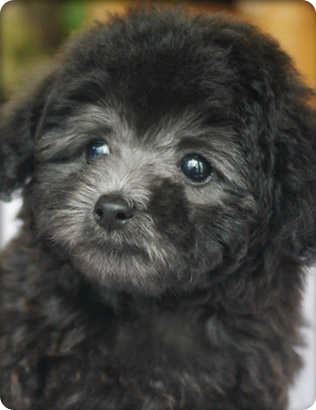 トイプードル・シルバーの子犬