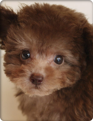 トイプードル・ブラウンの子犬