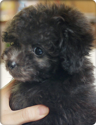 トイプードル・シルバーの子犬