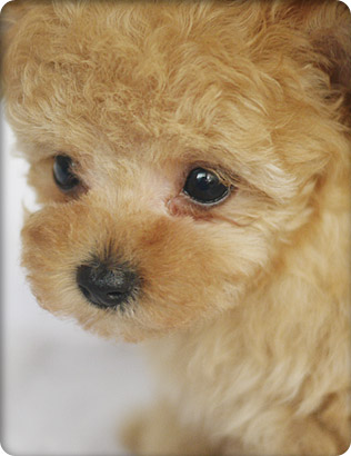 トイプードル・アプリコットの子犬