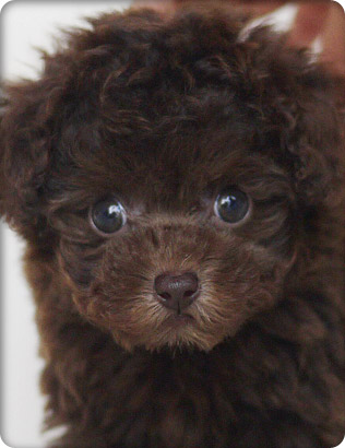 トイプードル・ブラウンの子犬
