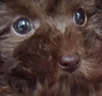 トイプードル・ホワイトの子犬