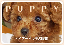 トイプードル子犬販売