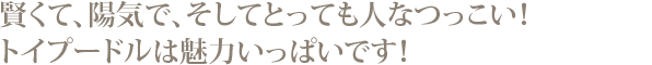 賢くて陽気で人なつっこい、トイプードルは魅力いっぱいです。